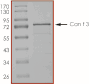Product Element Image